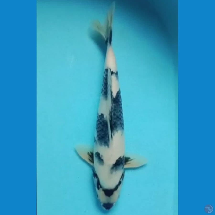 SQ shiro male 35 cm