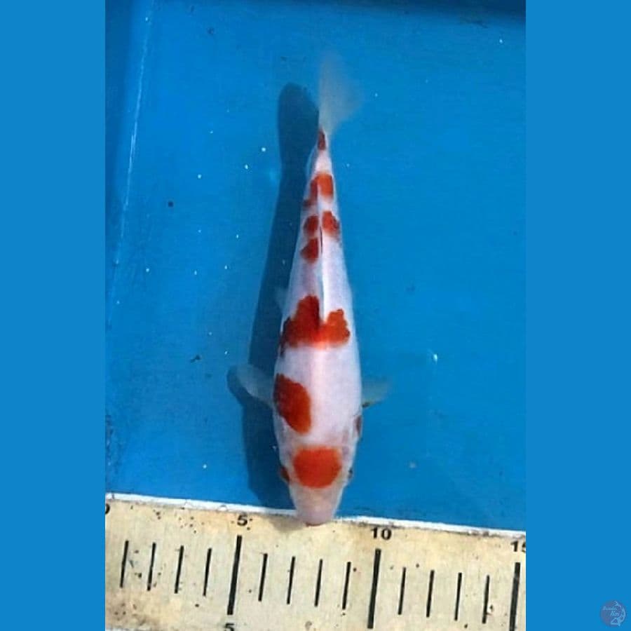 kohaku sakura maruten 20bu