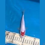tancho kohaku unik (banteng pattern) 15cm