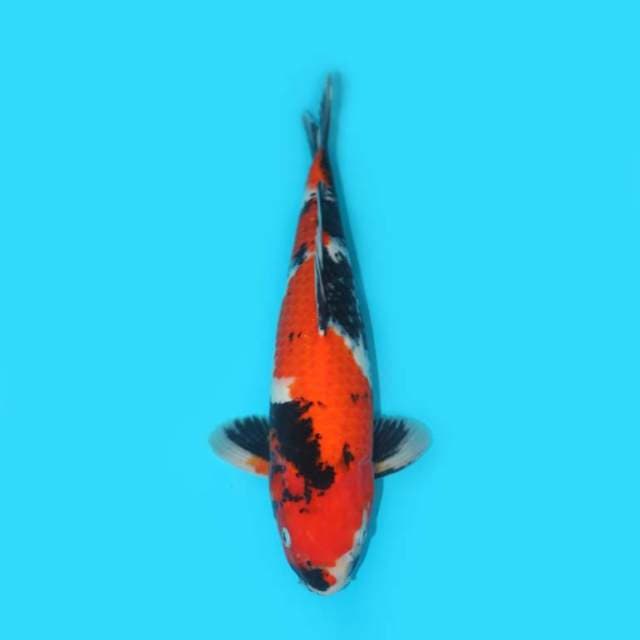 YG_SHOWA BERPUNUK_39 CM
