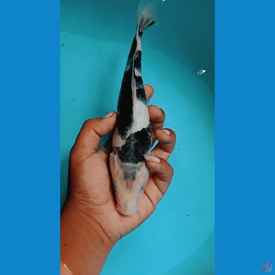 shiro bersih