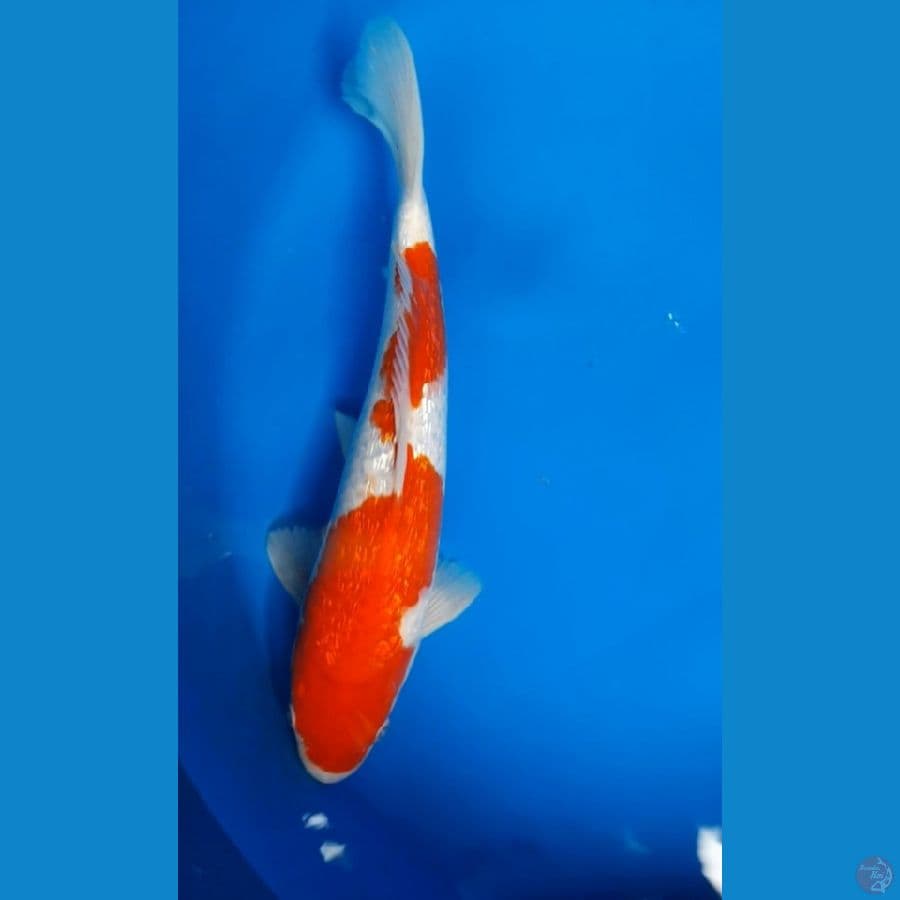 KOHAKU INAZUMA GINRIN 30BU