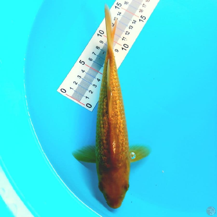 KARAMEL//ML/24 CM