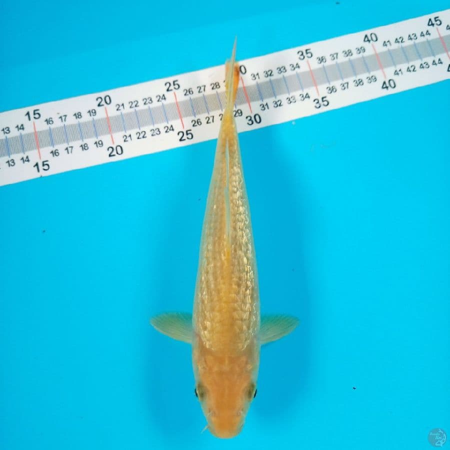 KARASHI GINRIN//24 CM