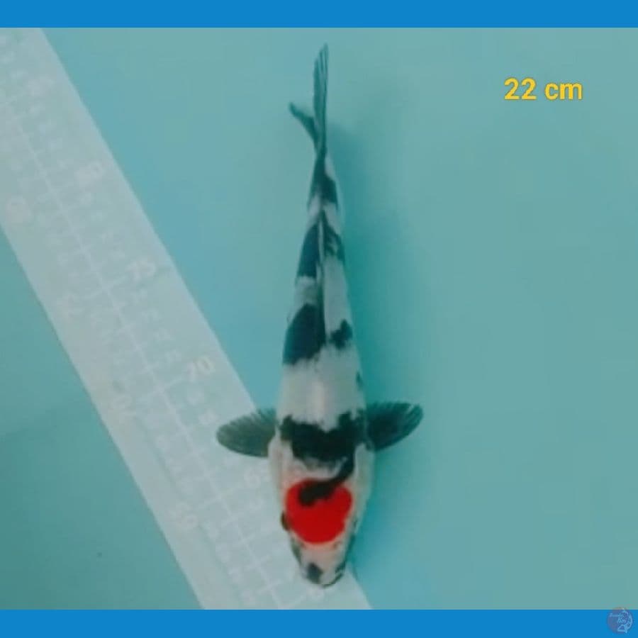 Tancho showa 22 cm