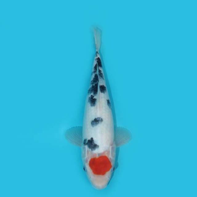 YG_TANCHO SANKE ORI_30 CM