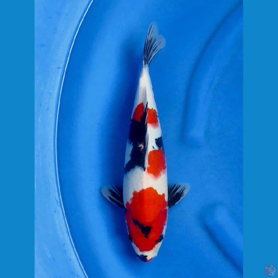 35cm , Red Showa male
