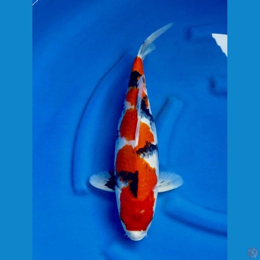 44cm ,Jumbo Showa 