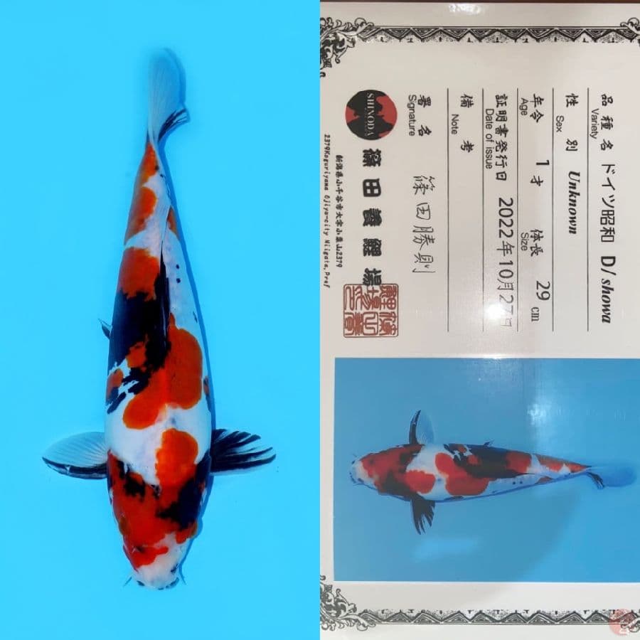 SHOWA DOITSU HQ SHINODA 29CM 
