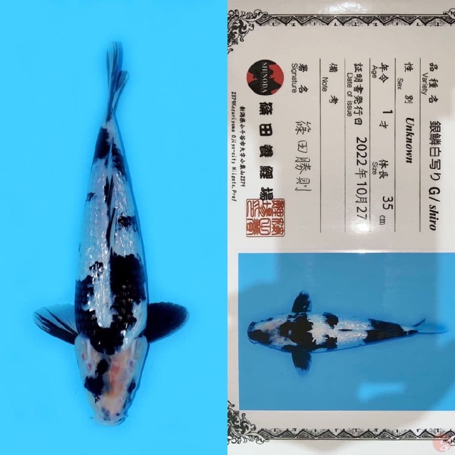 SHIRO GINRIN SQ SHINODA 35CM