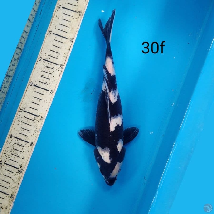 Shiro, 30cm female