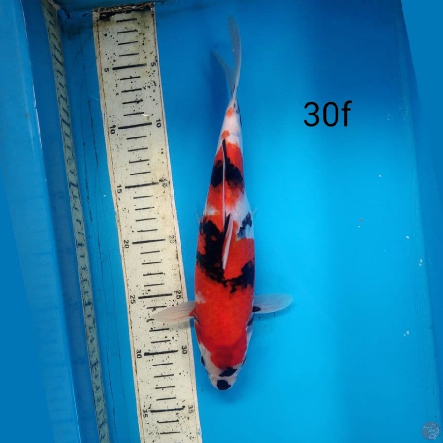 Showa, 30cm female