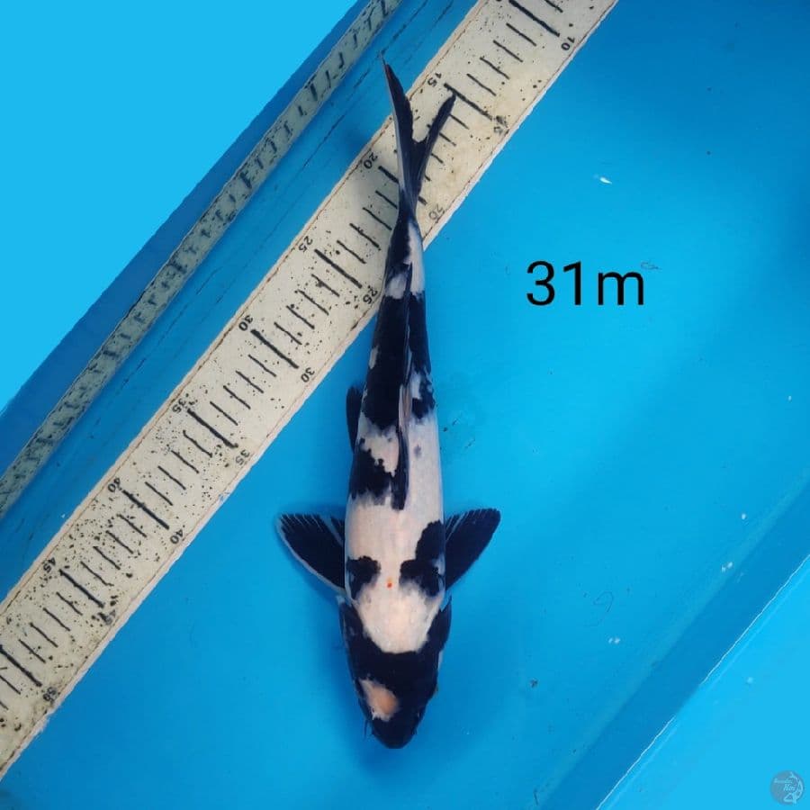 shiro, 31cm male