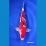 Sanke male Bulky 