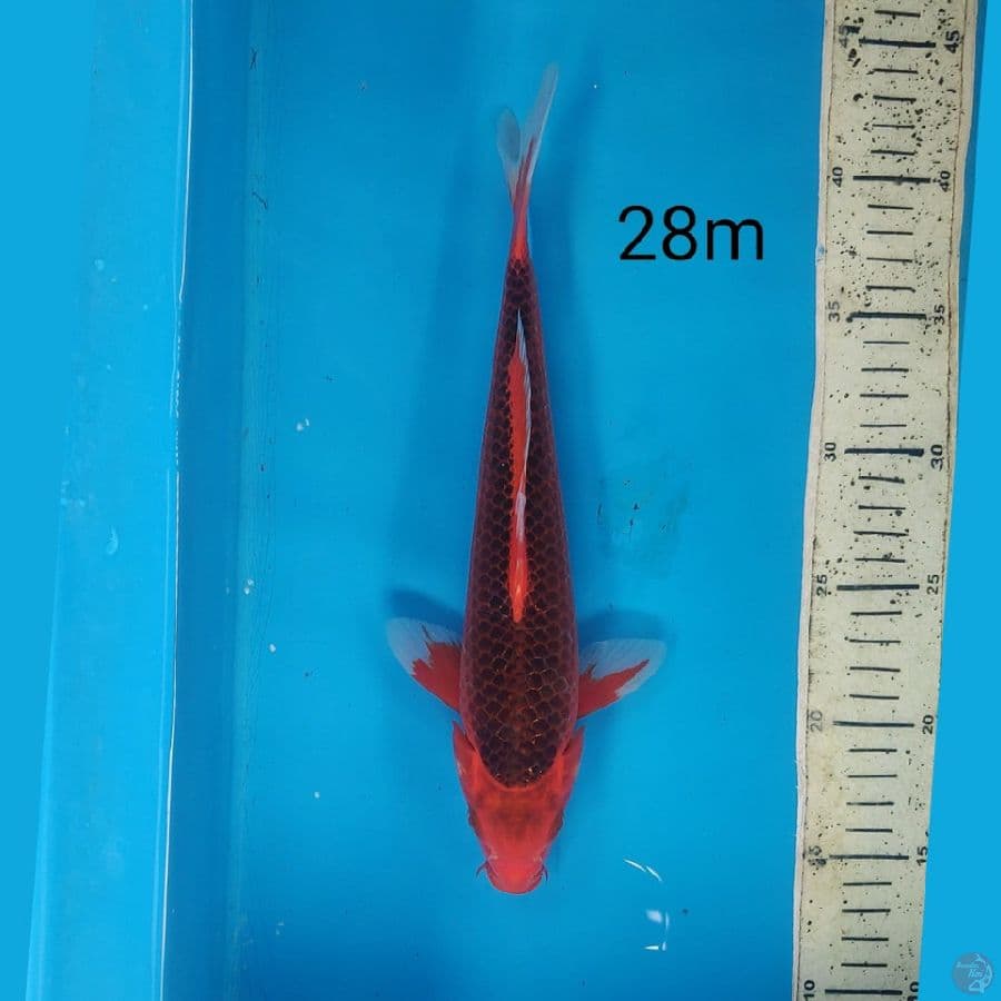 Aka matshuba, 28cm male