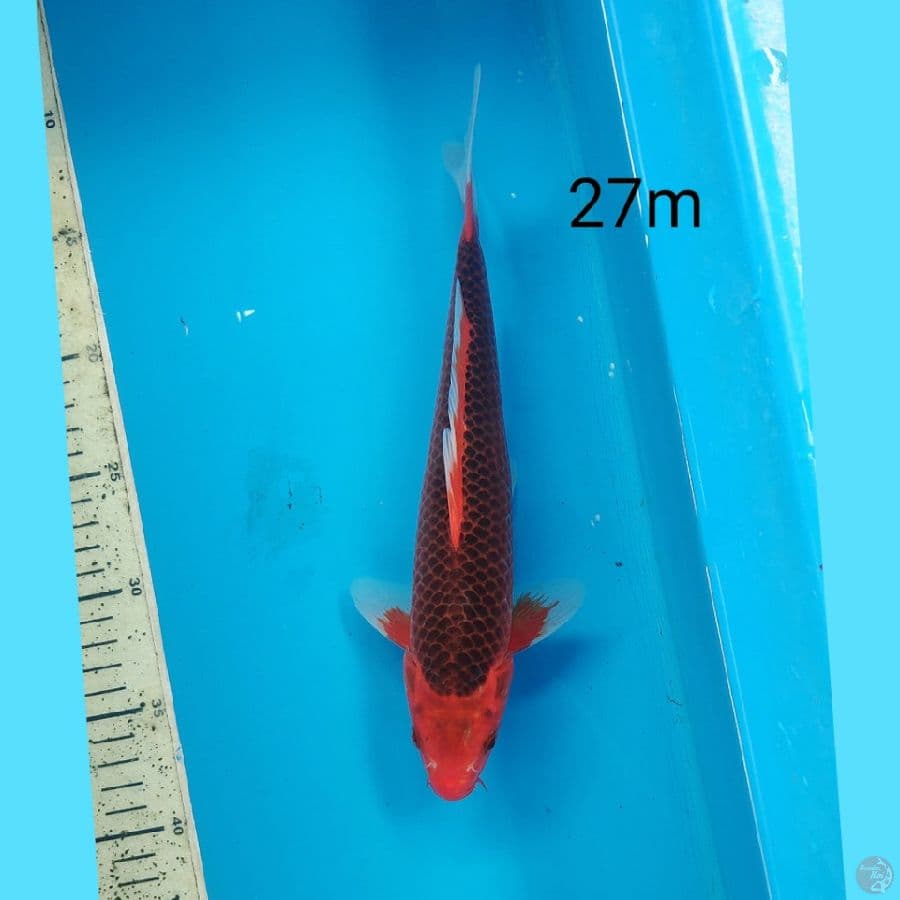 Aka matshuba, 27cm male