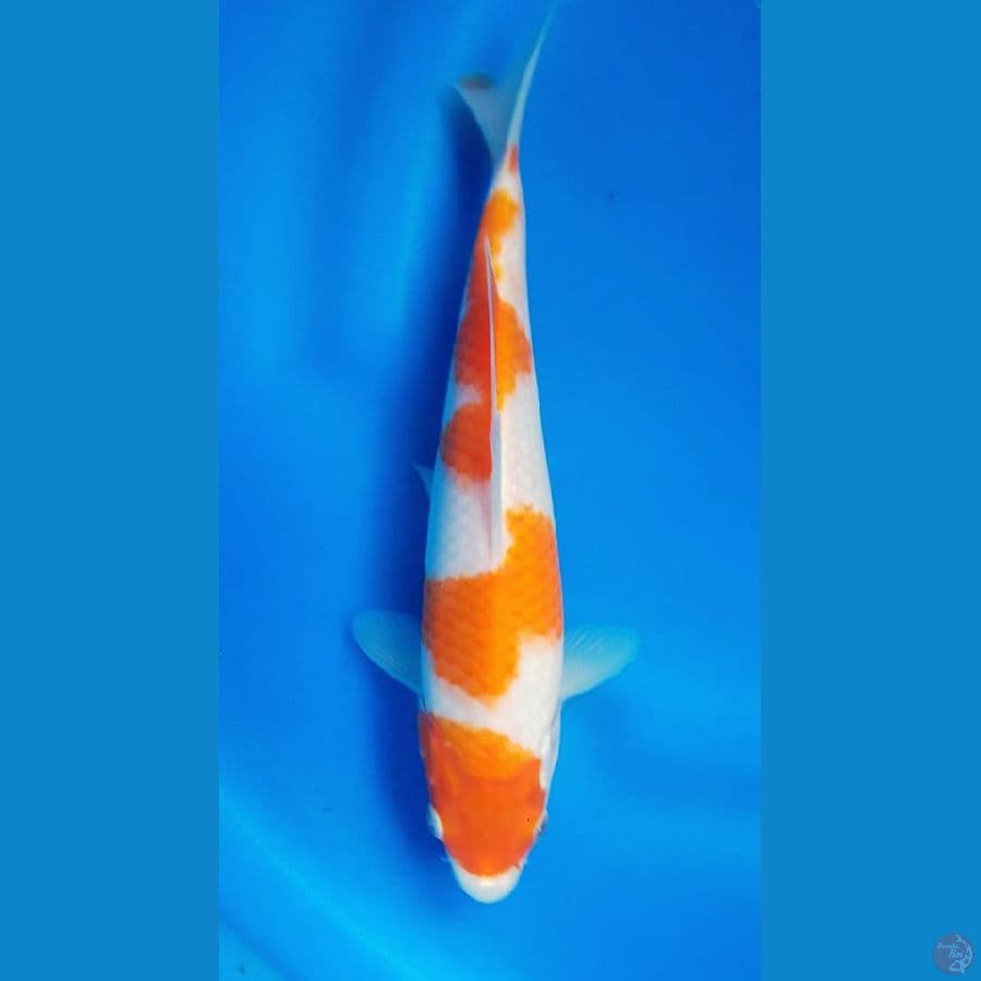 KOHAKU F1 MARUDO