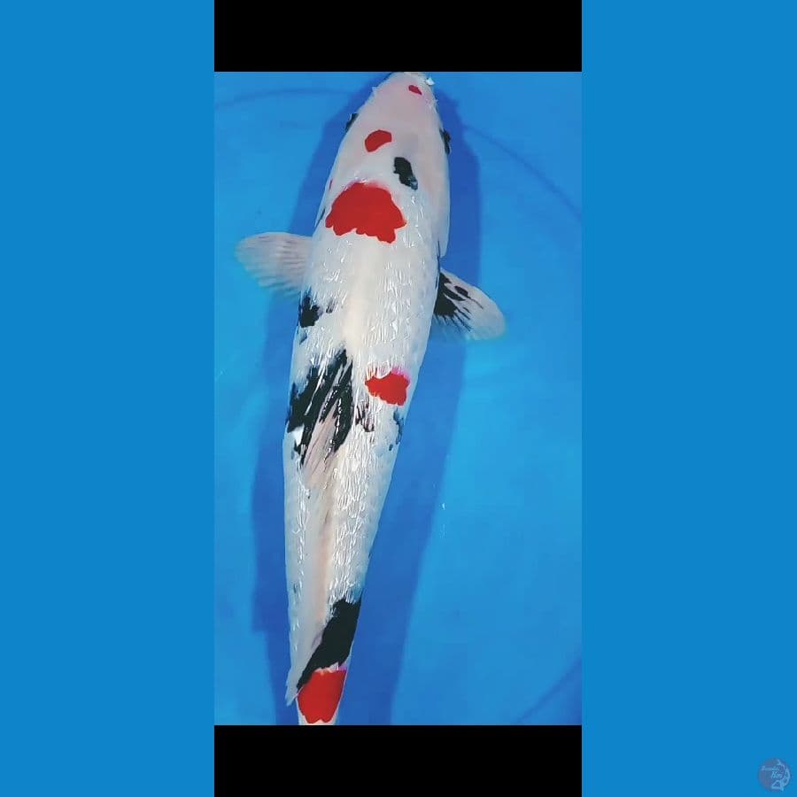 Kindai Showa ginrin 37CM Jantan