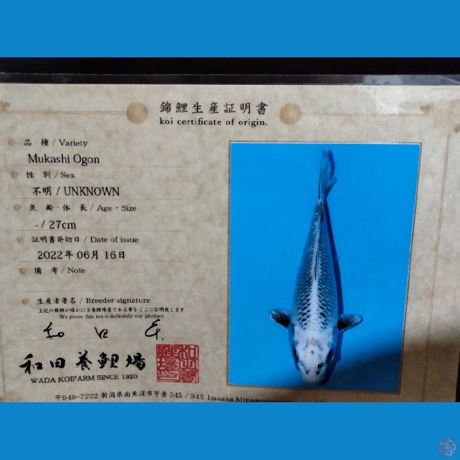 Jenis: MUKASI OGON SIZE: 35cm ( WADA KOI FARM JAPAN )
