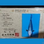 Jenis: MUKASI OGON SIZE: 35cm ( WADA KOI FARM JAPAN )