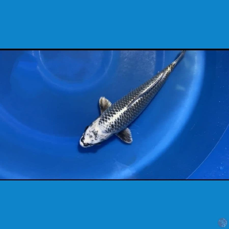 Jenis: MUKASI OGON SIZE: 35cm ( WADA KOI FARM JAPAN )