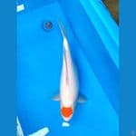 tc kohaku