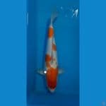 Jenis: KOHAKU
Size: 45cm
Sex: MALE
Farm; HOSHIKIN????????
