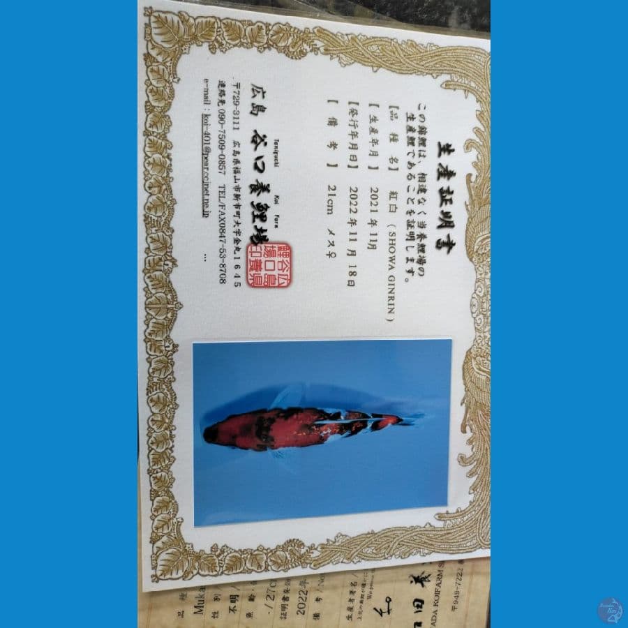 Ginrin showa 21cm