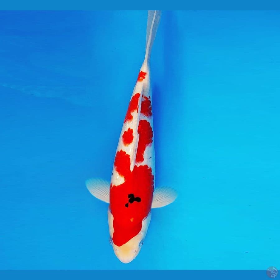 AKIRA 7 - Sanke 36 cm/male ®