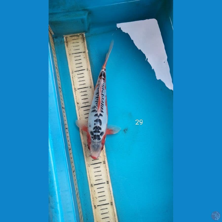 shusui 29cm