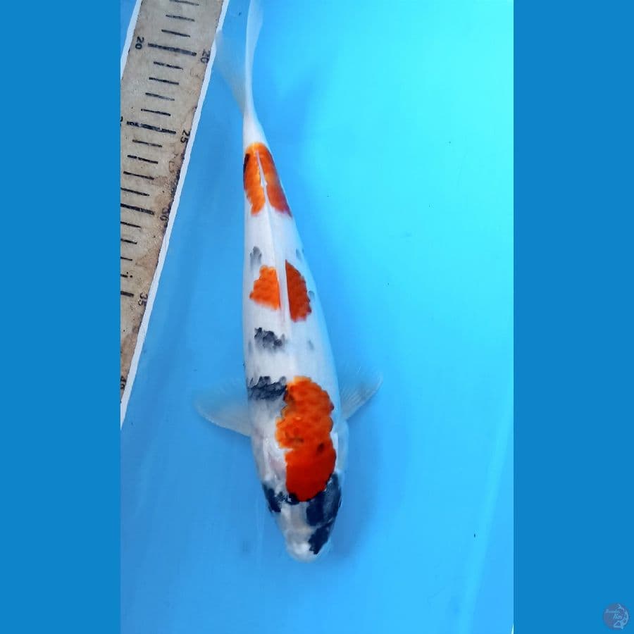 Showa 30cm