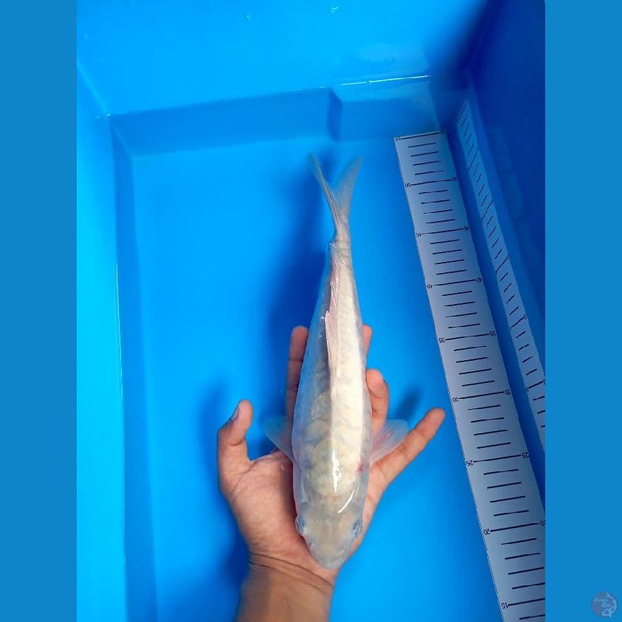 32Cm #Soragoi Aragoke