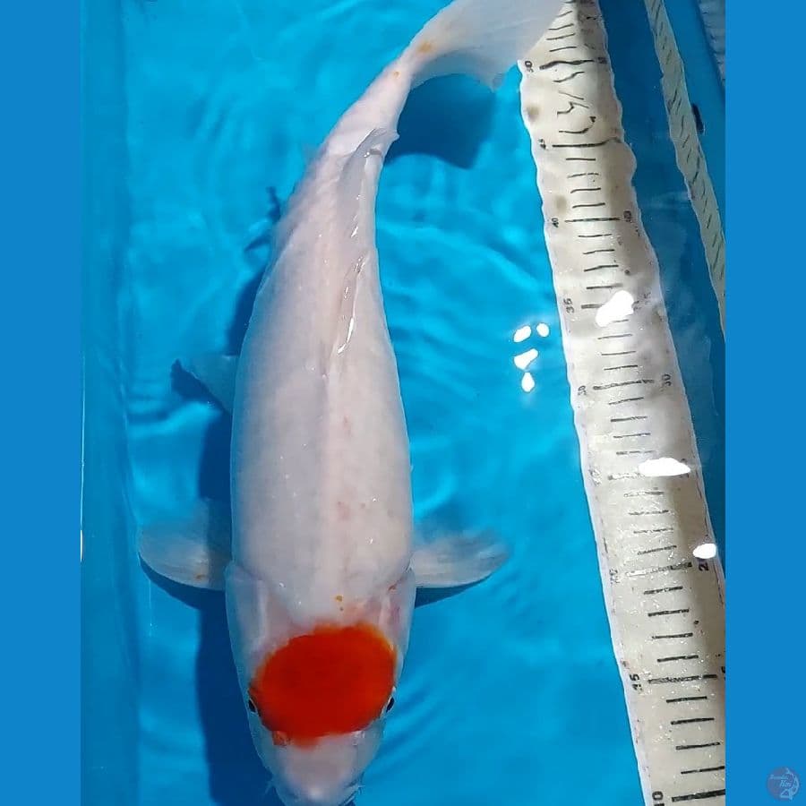 TANCHO KOHAKU 45 CM