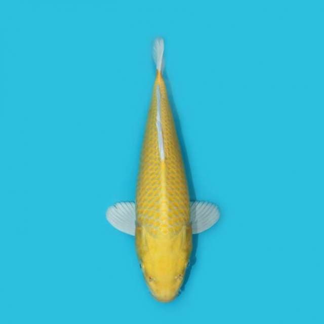 OGON 30 CM