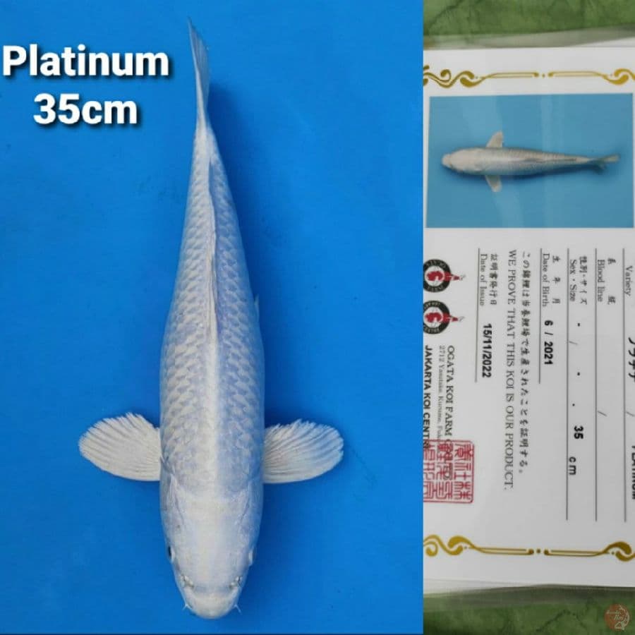 OGATA PLATINUM 35CM SERTI