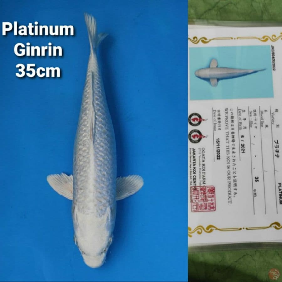 OGATA PLATINUM GINRIN 35CM SERTI