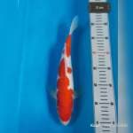 Kohaku Joss