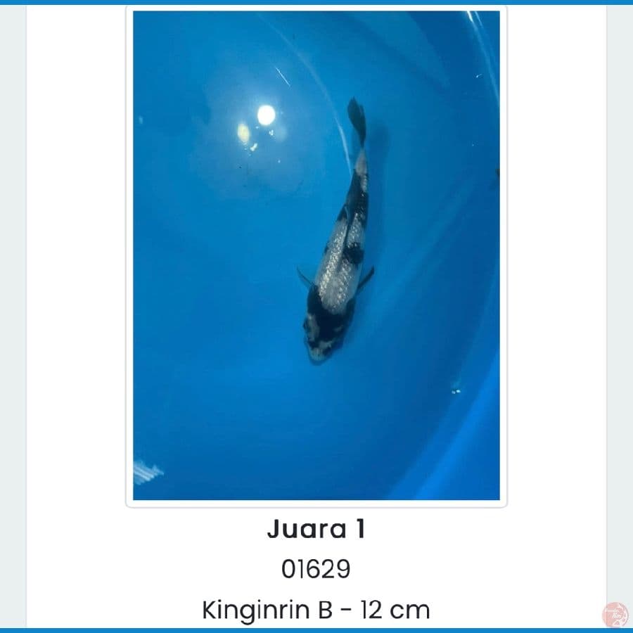 Shiro Ginrin 12m juara 1 bogor dan sukabumi