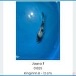 Shiro Ginrin 12m juara 1 bogor dan sukabumi