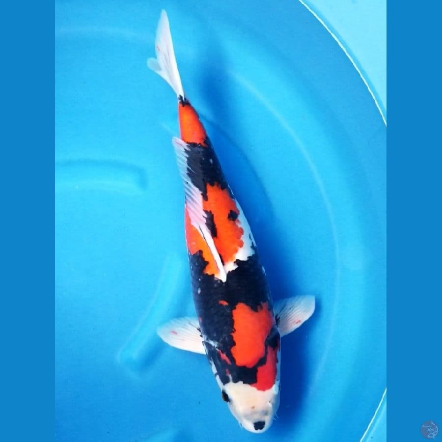 SHOWA 48 CM FEMALE
