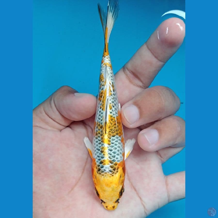kujaku bahan joss 13cm