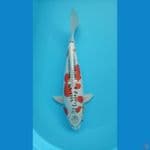 Kujaku Doitsu F 45 CM
