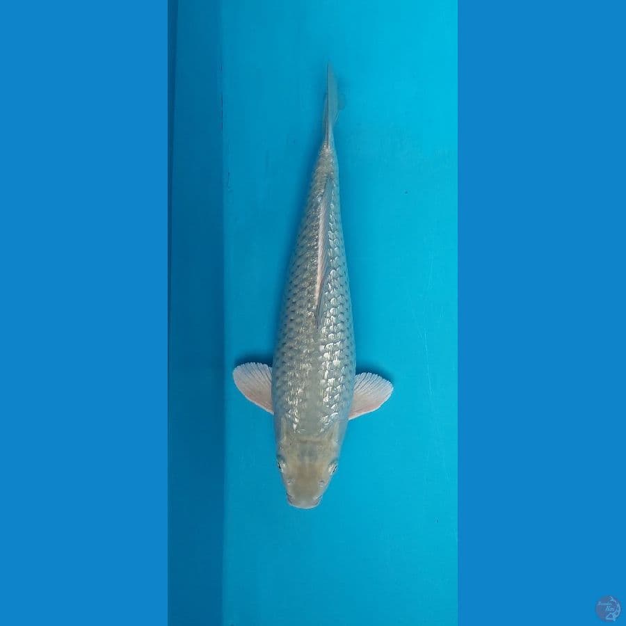 ginrin berpunuk 37 cm