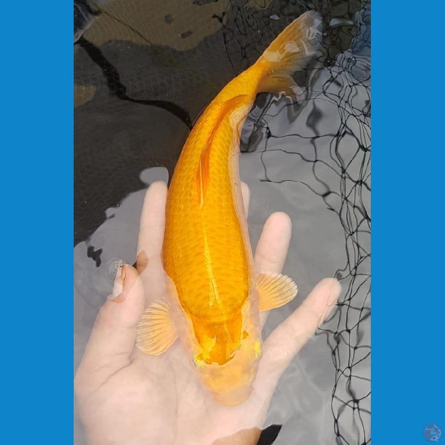 chagoi ring rapi 20 cm