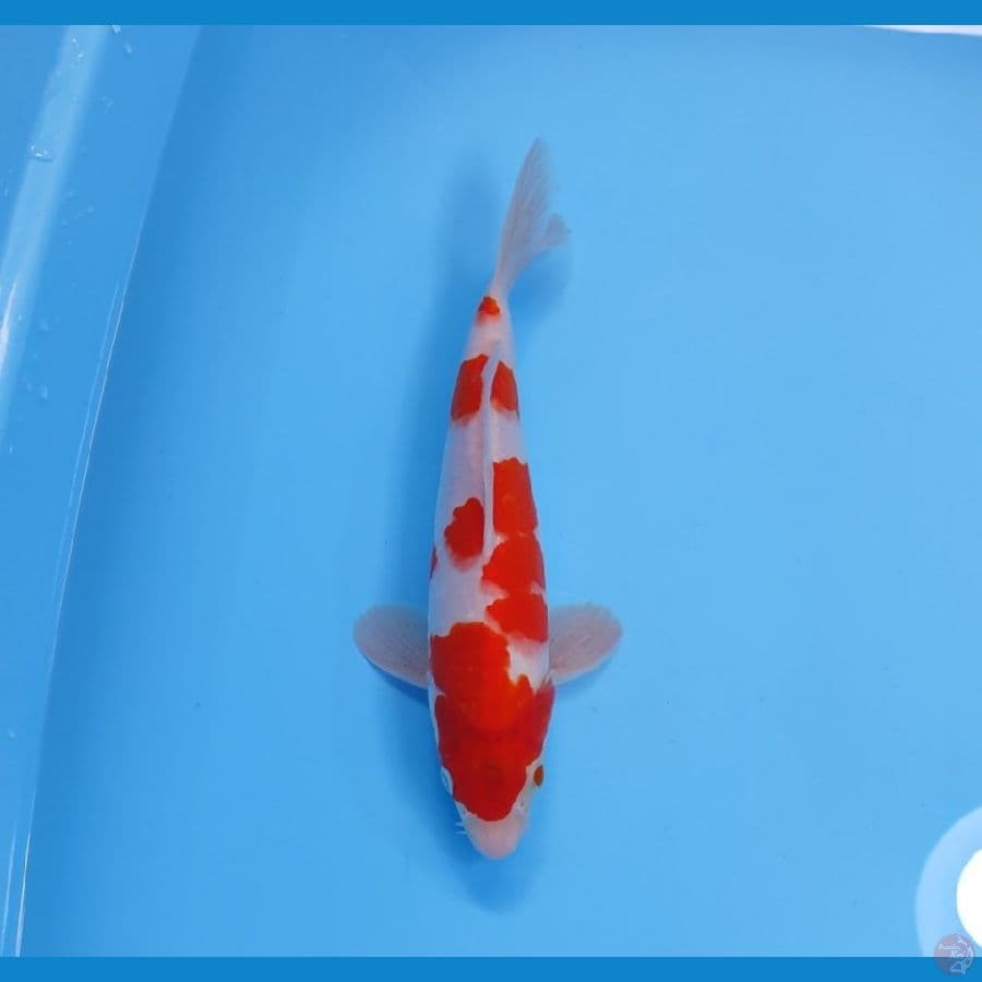 KOHAKU 27CM - MALE