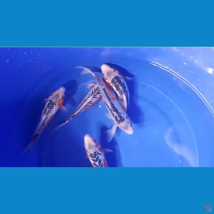 lelang BORONGAN 5 ekor 23-25cm