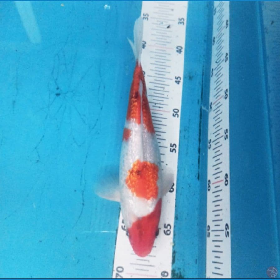 Showa Ginrin 26 cm