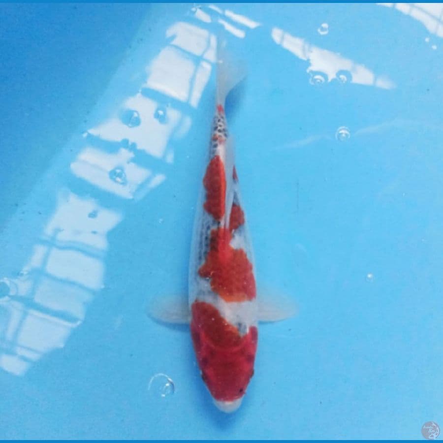 Goshiki 24 cm