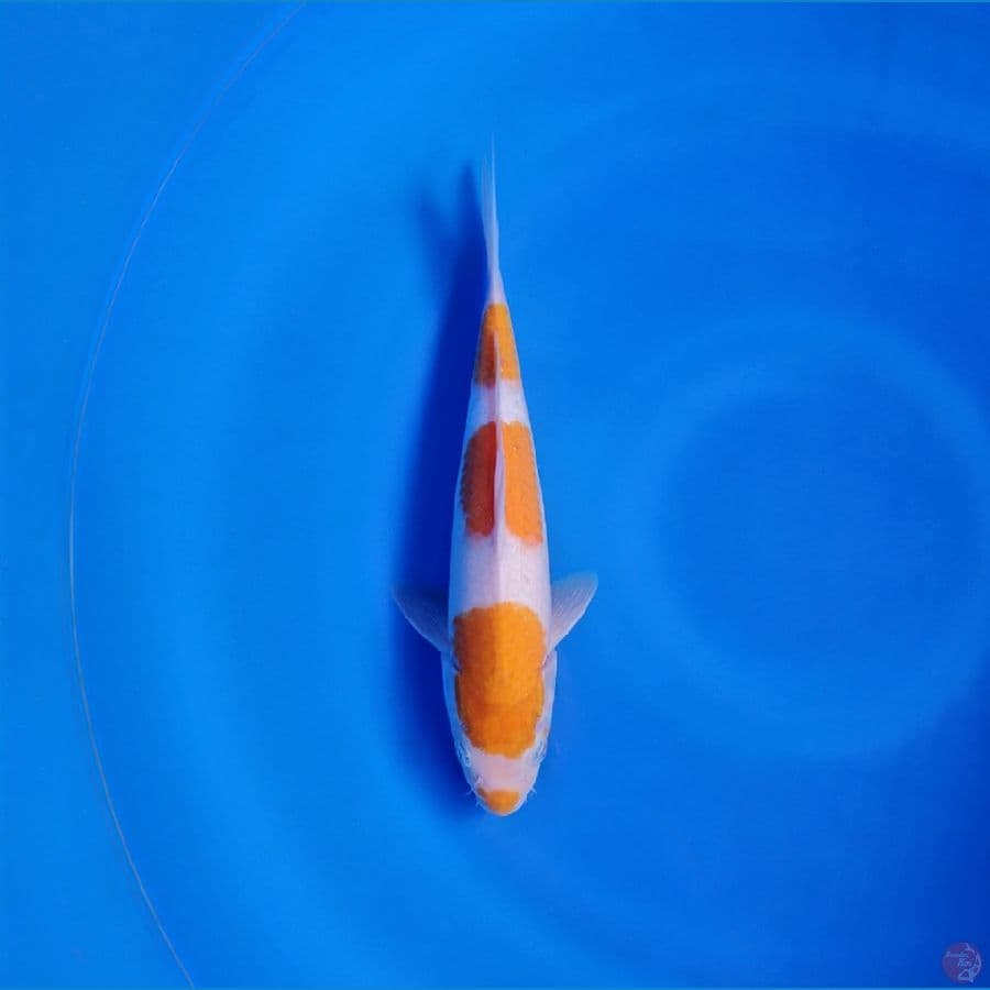 KOYO