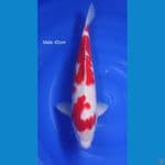 kohaku Strong pejantan 